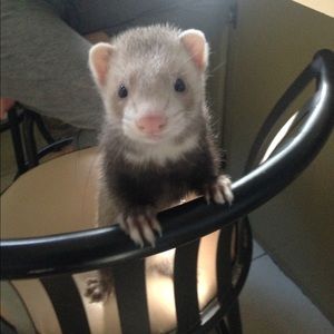 Meet your Posher, Anastasia